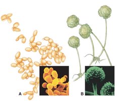 Examples of yeast and mold fungi