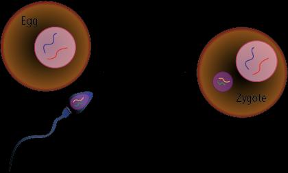 Sperm fertilizing egg to form zygote