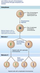 Meiosis process through interphase, meiosis I, and meiosis II