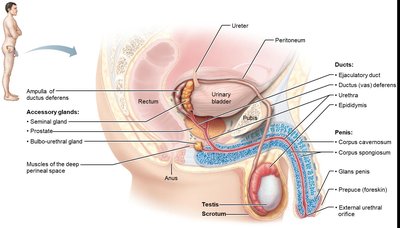 Scrotum and testicular anatomy