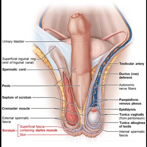 Scrotum and cremaster muscle anatomy