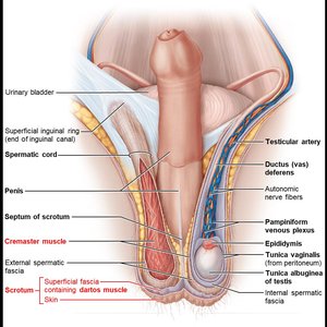 Testis structure and seminiferous tubules