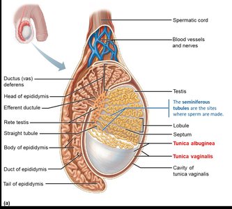 Testis structure highlighting rete testis and straight tubule