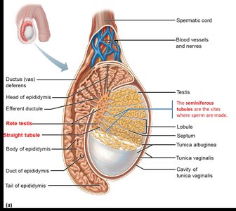 Male duct system anatomy