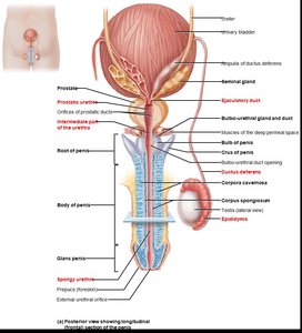 Epididymis structure and function