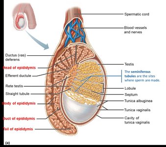 Ductus deferens and spermatic cord anatomy