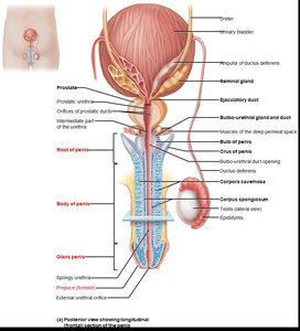 Penis anatomy and external genitalia