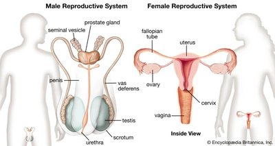 Male and female reproductive system comparison