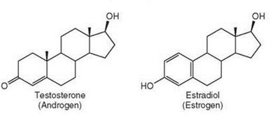 Testosterone and estradiol chemical structures