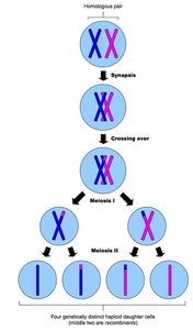Meiosis steps and chromosome separation
