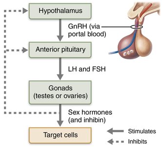 HPG axis hormonal regulation diagram
