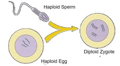 Haploid sperm and egg forming diploid zygote