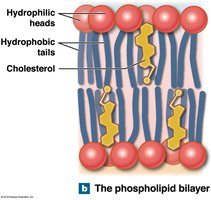 Diagram of the phospholipid bilayer showing hydrophilic heads, hydrophobic tails, and cholesterol molecules