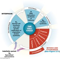 Diagram of the cell cycle showing interphase, mitosis, and cytokinesis