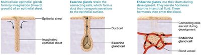Formation of multicellular exocrine and endocrine glands.
