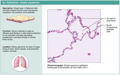 Simple squamous epithelium.
