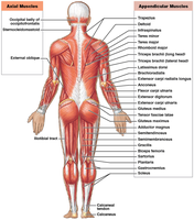 Axial and Appendicular Muscles of the Human Body