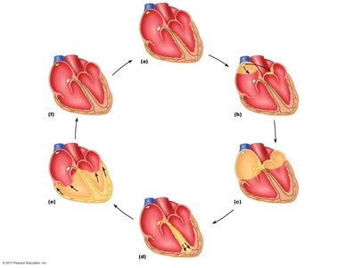 Anatomy & Physiology Heart Study Guide: Cardiocytes, ECG | Notes