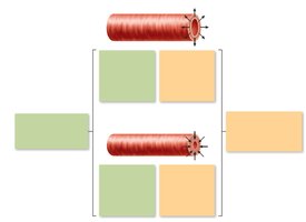 Intrinsic and extrinsic control of arteriolar smooth muscle