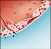 Capillary transport mechanisms
