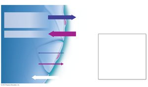Bulk fluid flow across capillary walls - reabsorption
