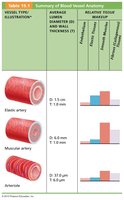 Summary of blood vessel anatomy table