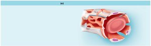Sinusoidal capillary structure