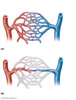 Anatomy of a capillary bed