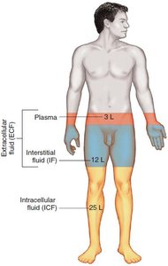 Relative Volumes of Three Body Fluids