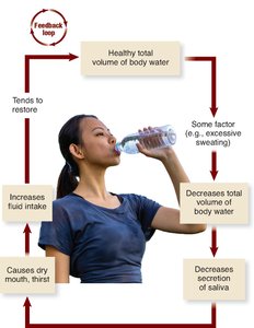 Regulation of Fluid Intake Feedback Loop