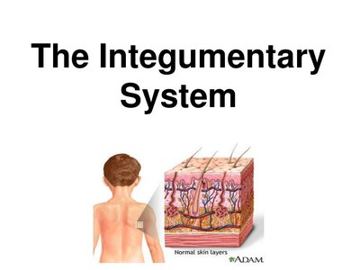 The Integumentary System overview with skin layers