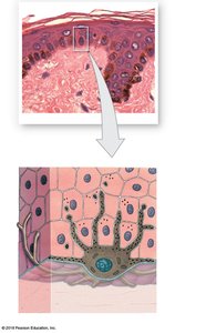 Melanocytes in the epidermis