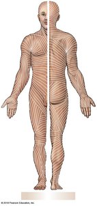 Tension lines of the skin