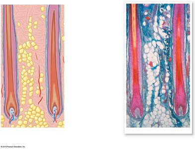 Hair follicle structure and histology