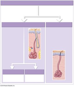 Sweat glands: apocrine and eccrine