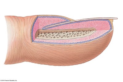 Structure of a nail: longitudinal section