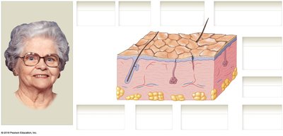 The skin during the aging process