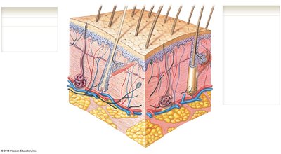 Major components of the integumentary system