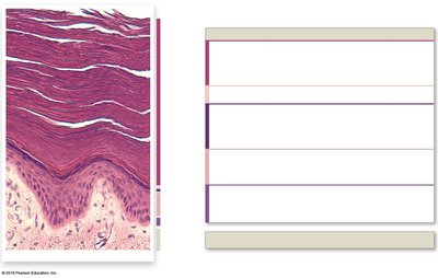 Structure and layers of the epidermis