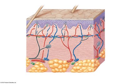 Structure of the dermis and subcutaneous layer