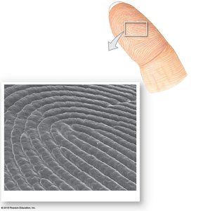 Epidermal ridges and fingerprints