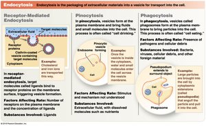 Diagram comparing receptor-mediated endocytosis, pinocytosis, and phagocytosis