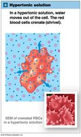 Red blood cell in hypertonic solution