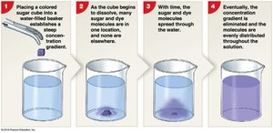 Steps showing diffusion of a colored sugar cube in water