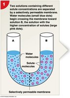 Diagram showing osmosis across a selectively permeable membrane