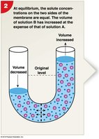 Diagram showing volume changes due to osmosis at equilibrium