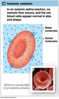 Red blood cell in isotonic solution