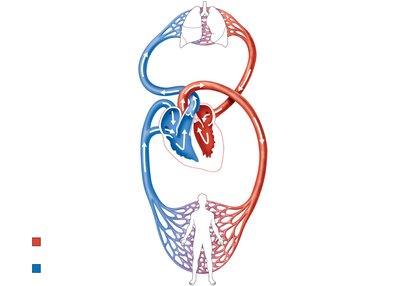 Diagram of pulmonary and systemic circuits