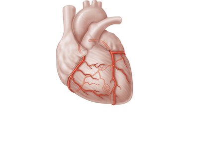 Major coronary arteries of the heart