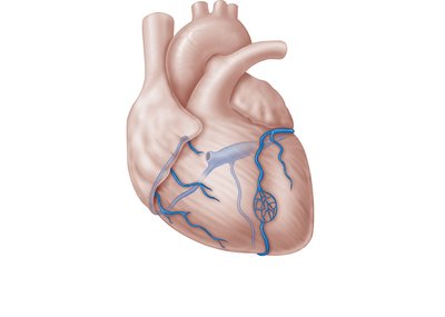 Major cardiac veins and coronary sinus